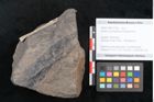 Foto (Objekt + Etikett) von Quercus pachyphylla Ettingshausen (NHMW-GEO-2024-0188-10238)